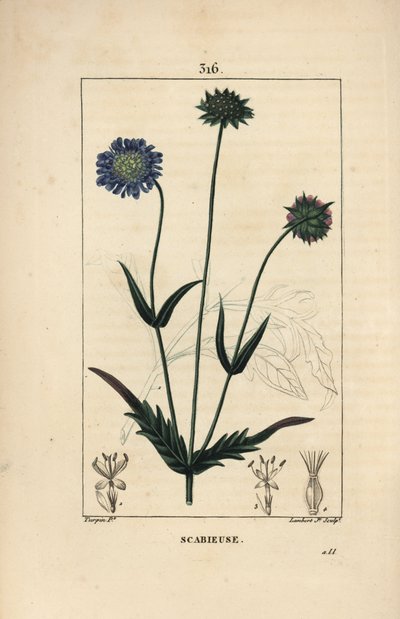 Fältknautie eller fältskabv - Fältskabb, Knautia arvensis, med blom-, blad-, stjälk-, frö- och bladkontur. Handkolorerad kopparstick av Lambert Junior efter teckning av Pierre Jean-Francois Turpin från Chaumeton, Poiret och Cham av Pierre Jean Francois Turpin