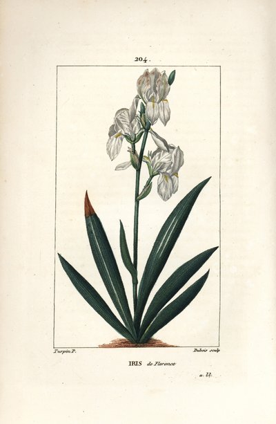 Florentinsk iris, Florens Iris - Florentinsk iris, Iris florentina, blomma och blad. Handkolorerad kopparstick av Dubois från en teckning av Pierre Jean-Francois Turpin från Chaumeton, Poiret och Chamberets "" La Flore Medicale,"" Paris, Pan av Pierre Jean Francois Turpin
