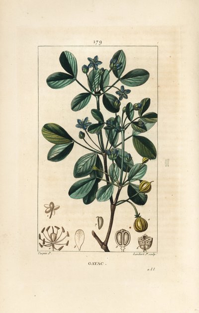 Gaiac eller helig trä, livets trä - Guaiacum, Guajacum officinale. Handkolorerad kopparstick av Lambert Junior från en teckning av Pierre Jean-Francois Turpin från Chaumeton, Poiret och Chamberets "" La Flore Medicale,"" Paris, Panckoucke av Pierre Jean Francois Turpin