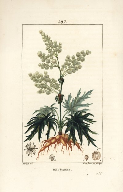 Trädgårdsrabarber - Rabarber, Rheum rhabarbarum (Rheum palmatum), med blomma, stjälk, blad, frö och rot. Handkolorerad kopparstick av Lambert Junior från en teckning av Pierre Jean-Francois Turpin från Chaumeton, Poiret och Chamberets "" La F av Pierre Jean Francois Turpin