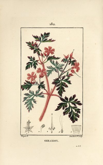 Pelargongräs a Robert - Hert Robert, Geranium robertianum. Handkolorerad kopparstick av Lambert Junior från en teckning av Pierre Jean-Francois Turpin från Chaumeton, Poiret och Chamberets "" La Flore Medicale,"" Paris, Panckoucke av Pierre Jean Francois Turpin