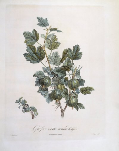 Krusbär (Ribes uva-crispa), Henry Louis Duhamel du Monceau, botanisk tallrik av Pierre Jean Francois Turpin av Pierre Jean Francois Turpin