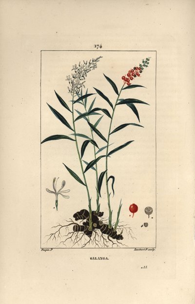 Grand galanga eller Galanga - Större eller thailändsk galangal, Alpinia galanga, som visar blommor, bär, löv och rhizomrot. Handkolorerad kopparstick av Lambert Junior efter teckning av Pierre Jean-Francois Turpin från Chaumeton, Poiret et Ch av Pierre Jean Francois Turpin