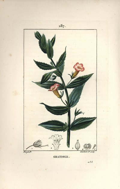 Gratiole officinale, eller Grace de dieu, Grace au poor man, Petite digitale - Häckhyssop, Gratiola officinalis. Handkolorerad kopparstick av Lambert Junior efter teckning av Pierre Jean-Francois Turpin från Chaumeton, Poiret och Chamberet av Pierre Jean Francois Turpin