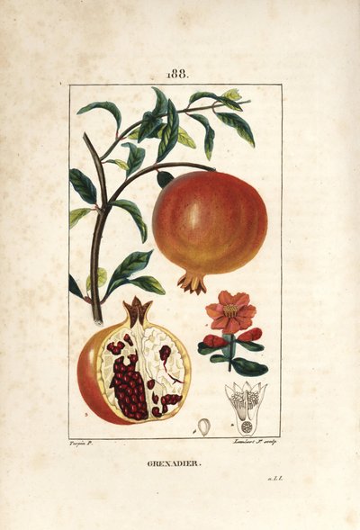 Grenadier - Granatäppleträd, Punica granatum, med blad, blomma, frukt och snitt genom frukt som visar frön. Handkolorerad kopparstick av Lambert Junior efter teckning av Pierre Jean-Francois Turpin från Chaumeton, Poiret och Chamberet av Pierre Jean Francois Turpin