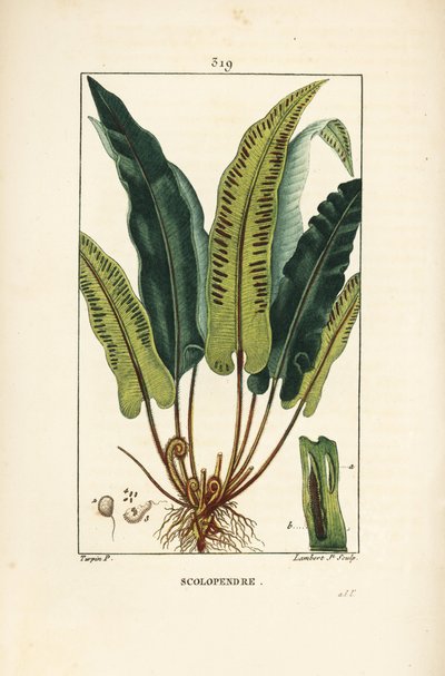 Harts-tunge-ormbunke, Asplenium scolopendrium, med blad, frö och rot. Handkolorerad kopparstick av Lambert Junior från en teckning av Pierre Jean-Francois Turpin från Chaumeton, Poiret och Chamberets "" La Flore Medicale,"" Paris, Panckou av Pierre Jean Francois Turpin