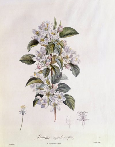 Hagtorn (Crataegus azarolus) blomma Henry Louis Duhamel du Monceau, botanisk tallrik av Pierre Jean Francois Turpin av Pierre Jean Francois Turpin