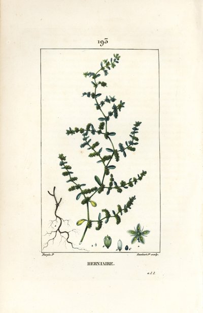 Herniary glabrous eller turquette - Ruptur vört, Herniaria glabra. Handkolorerad kopparstick av Lambert Junior från en teckning av Pierre Jean-Francois Turpin från Chaumeton, Poiret och Chamberets "" La Flore Medicale,"" Paris, Panckoucke av Pierre Jean Francois Turpin
