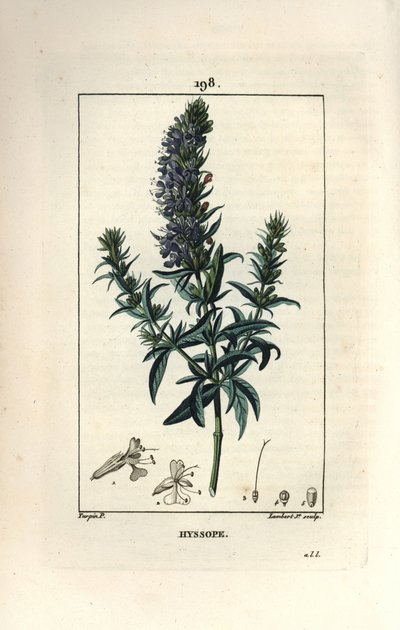 Isop officinale eller isop - Isop, Hyssopus officinalis. Handkolorerad kopparstick av Lambert Junior från en teckning av Pierre Jean-Francois Turpin från Chaumeton, Poiret och Chamberets "" La Flore Medicale,"" Paris, Panckoucke av Pierre Jean Francois Turpin
