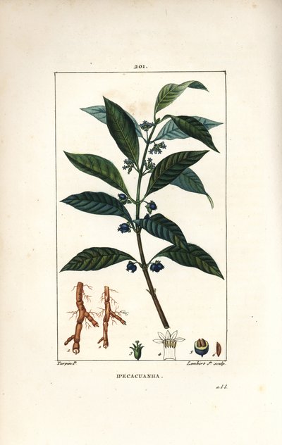 Ipeca eller Ipecacuana - Ipecacuanha, Psychotria emetica, med blad, blomma och rot. Handkolorerad kopparstick av Lambert Junior från en teckning av Pierre Jean-Francois Turpin från Chaumeton, Poiret och Chamberets "" La Flore Medicale,"" Par av Pierre Jean Francois Turpin