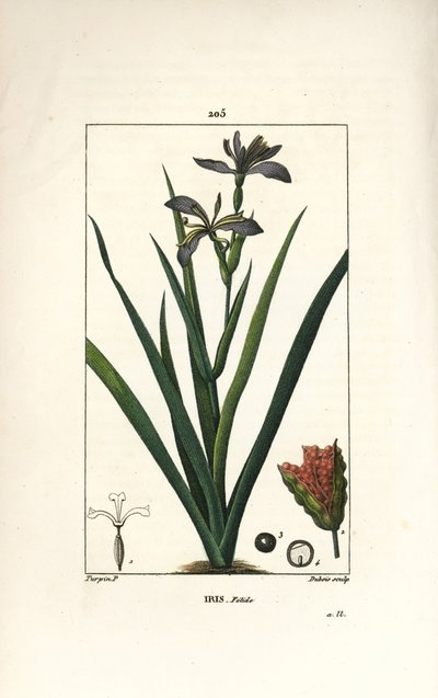 Iris fetide eller iris ben, stinkande iris - Stinking iris, Iris foetida, med blomma, blad och fröskida. Handkolorerad kopparstick av Dubois från en teckning av Pierre Jean-Francois Turpin från Chaumeton, Poiret och Chamberets "" La Flore Medi av Pierre Jean Francois Turpin