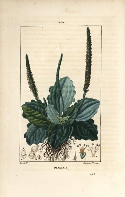 Stor groblad - Groblad, groblad dur, med blad, blomma och rötter. Handkolorerad kopparstick av Lambert Junior från en teckning av Pierre Jean-Francois Turpin från Chaumeton, Poiret och Chamberets "" La Flore Medicale,"" Paris, Panckou av Pierre Jean Francois Turpin