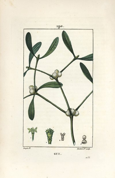 Leafy mistel - Mistel, Vissperm album. Handkolorerad kopparstick av Lambert Junior från en teckning av Pierre Jean-Francois Turpin från Chaumeton, Poiret och Chamberets "" La Flore Medicale,"" Paris, Panckoucke av Pierre Jean Francois Turpin