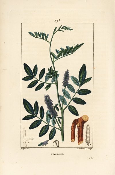 Lakrits eller lakrits, Glycyrrhiza glabra, med blomma, blad, bark, vedartad gren och frö. Handkolorerad kopparstick av Lambert Junior från en teckning av Pierre Jean-Francois Turpin från Chaumeton, Poiret och Chamberets "" La Flore Medical av Pierre Jean Francois Turpin