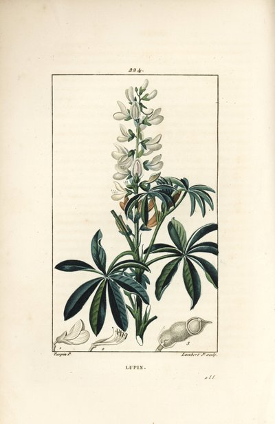 Lupin - Vit lupin, Lupinus sativus. Handkolorerad kopparstick av Lambert Junior från en teckning av Pierre Jean-Francois Turpin från Chaumeton, Poiret och Chamberets "" La Flore Medicale,"" Paris, Panckoucke av Pierre Jean Francois Turpin