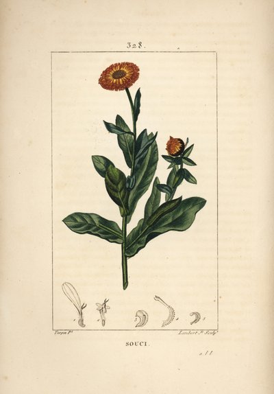 Ringblomma, Calendula officinalis, med blomma, blad och stjälk. Handkolorerad kopparstick av Lambert Junior från en teckning av Pierre Jean-Francois Turpin från Chaumeton, Poiret och Chamberets "" La Flore Medicale,"" Paris, Panckoucke av Pierre Jean Francois Turpin
