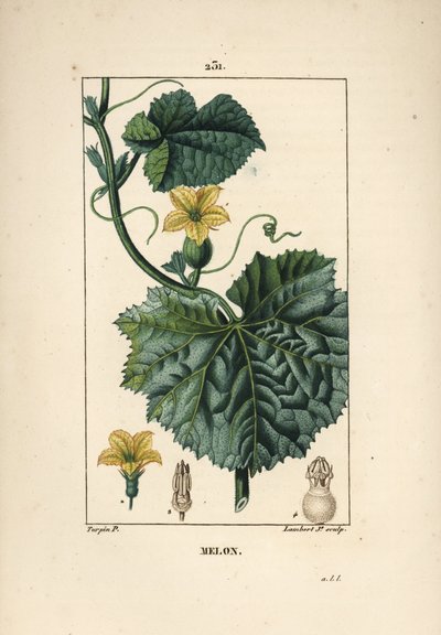 Melonblommor - Melonblomma, Cucumis melo, med blomma, blad och rankor. Handkolorerad kopparstick av Lambert Junior från en teckning av Pierre Jean-Francois Turpin från Chaumeton, Poiret och Chamberets "" La Flore Medicale,"" Paris, Panc av Pierre Jean Francois Turpin