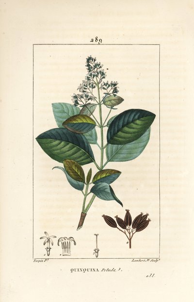 Michurago eller fruta de mono, Ladenbergia macrocarpa (Cinchona ovalifolia), med blomma, blad, stjälk och frö. Handkolorerad kopparstick av Lambert Junior från en teckning av Pierre Jean-Francois Turpin från Chaumeton, Poiret och Chamberets " av Pierre Jean Francois Turpin