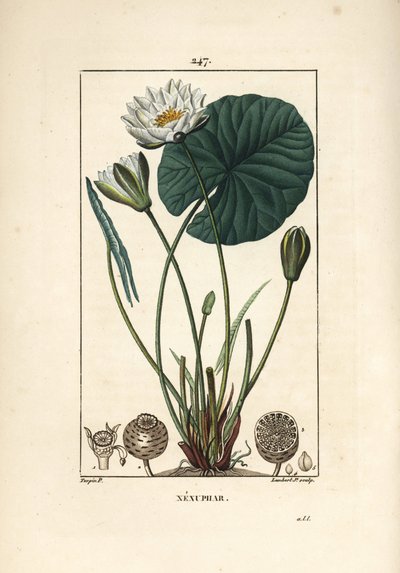 Nenuphar blanc - Vit näckros, Nymphaea alba, med blad, blomma, fröskida och frön. Handkolorerad kopparstick av Lambert Junior från en teckning av Pierre Jean-Francois Turpin från Chaumeton, Poiret och Chamberets "" La Flore Medicale," av Pierre Jean Francois Turpin