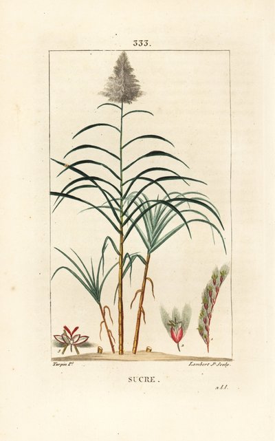 Ädelrör - Sockerrör, Saccharum officinarum. Handkolorerad kopparstick av Lambert Junior från en teckning av Pierre Jean-Francois Turpin från Chaumeton, Poiret och Chamberets "" La Flore Medicale,"" Paris, Panckoucke av Pierre Jean Francois Turpin