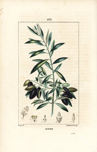 Olivier - Olivträd, Olea europaea, med blad, gren, frukt och frö. Handkolorerad kopparstick av Lambert Junior från en teckning av Pierre Jean-Francois Turpin från Chaumeton, Poiret och Chamberets "" La Flore Medicale,"" Paris, Panckou av Pierre Jean Francois Turpin