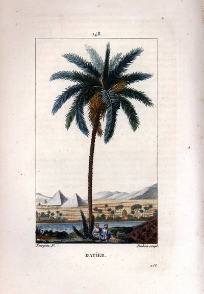 Palm a dadlar Dadelpalm, Phoenix dactylifera, visar frukt och löv mot landskap med pyramider och flod. Handkolorerad kopparstick av Dubois efter teckning av Pierre Jean-Francois Turpin från Chaumeton, Poiret et Chamberets "" La av Pierre Jean Francois Turpin
