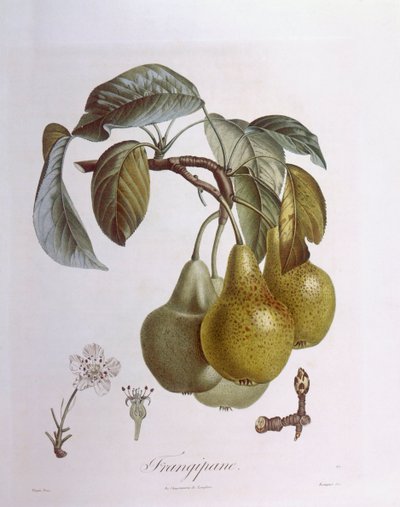 Päron, Henry Louis Duhamel du Monceau, botanisk platta av Pierre Jean Francois Turpin