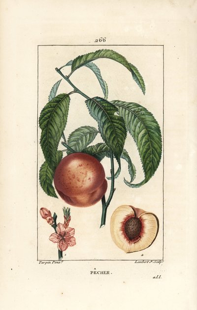 Pecher - Persikaträd, Amygdalus persica, med blomma, blad, stjälk, mogen frukt och frukt i sektion med frö. Handkolorerad kopparstick av Lambert Junior efter en teckning av Pierre Jean-Francois Turpin från Chaumeton, Poiret och Chamberet