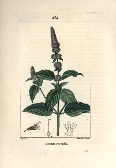 Pepparmynta - Pepparmynta, Mentha piperita. Handkolorerad kopparstick av Lambert Junior från en teckning av Pierre Jean-Francois Turpin från Chaumeton, Poiret och Chamberets "" La Flore Medicale,"" Paris, Panckoucke av Pierre Jean Francois Turpin