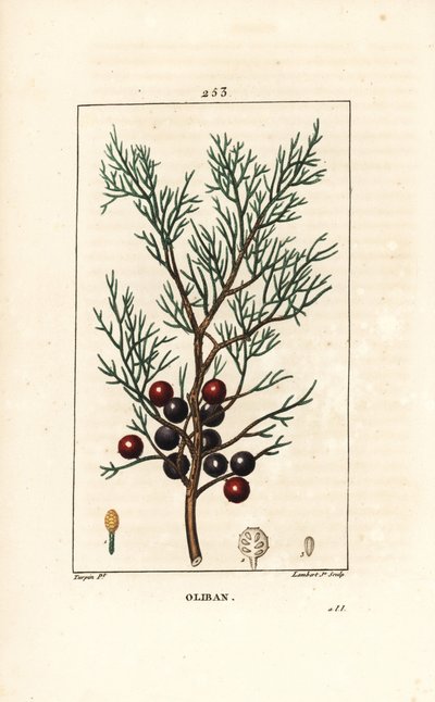 Phoenicie eller Lycia Juniper eller Red Juniper - Feniceansk enbär, arar eller rökelse, Juniperus phoenicea, med gren, blad och bär. Handkolorerad kopparstick av Lambert Junior efter en teckning av Pierre Jean-Francois Turpin från Chaumeton, Po av Pierre Jean Francois Turpin