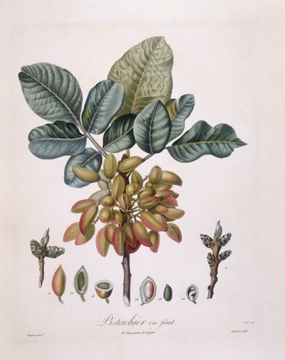 Pistage (Pistacia vera), Henry Louis Duhamel du Monceau, botanisk tallrik av Pierre Jean Francois Turpin av Pierre Jean Francois Turpin