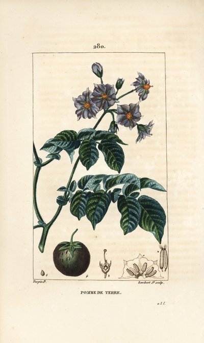 Potatis (potatis) - Potatis, Solanum tuberosum, med blomma, blad, stjälk och frukt. Handkolorerad kopparstick av Lambert Junior från en teckning av Pierre Jean-Francois Turpin från Chaumeton, Poiret och Chamberets "" La Flore Medicale,"" Paris av Pierre Jean Francois Turpin