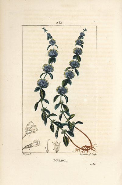 Pouliot Mint - Pennyroyal mynta, Mentha pulegium, med blomma, blad, stjälk, rot och frö. Handkolorerad kopparstick av Lambert Junior från en teckning av Pierre Jean-Francois Turpin från Chaumeton, Poiret och Chamberets "" La Flore Medicale av Pierre Jean Francois Turpin