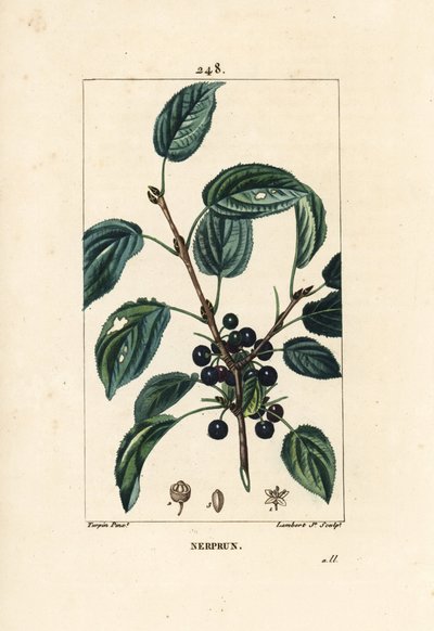 Rensande havtorn, katartisk havtorn eller officinal havtorn - Rensande havtorn, Rhamnus cathartica. Handkolorerad kopparstick av Lambert Junior från en teckning av Pierre Jean-Francois Turpin från Chaumeton, Poiret och Chamberets "" La av Pierre Jean Francois Turpin