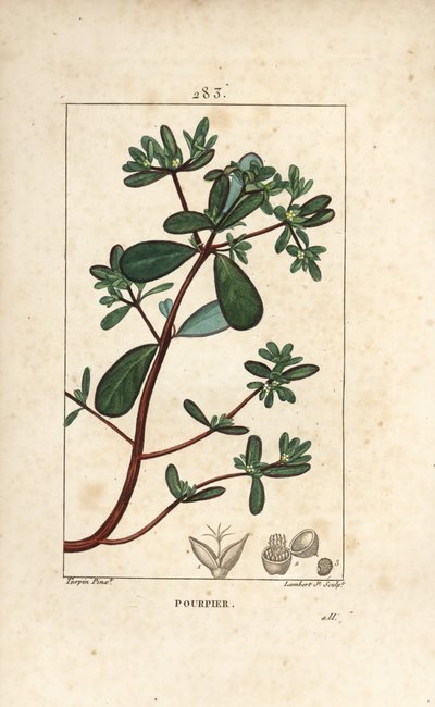 Portulak, Porslin, Porculaca oleracea, med blad, stjälk och blomma. Handkolorerad kopparstick av Lambert Junior från en teckning av Pierre Jean-Francois Turpin från Chaumeton, Poiret och Chamberets "" La Flore Medicale,"" Paris, Panckouck av Pierre Jean Francois Turpin