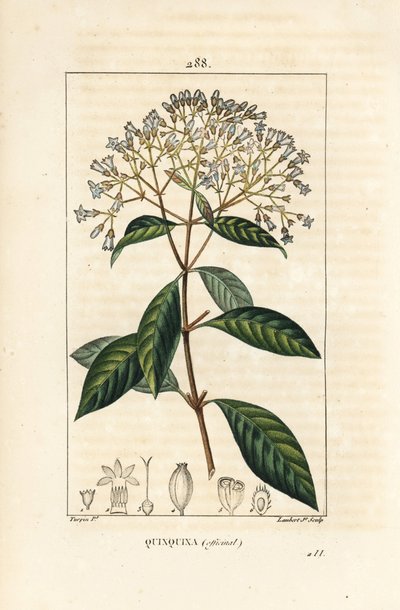 Quinquina - Kinin eller peruanskt barkträd, Cinchona officinalis, med blomma, gren, blad och frö. Handkolorerad kopparstick av Lambert Junior från en teckning av Pierre Jean-Francois Turpin från Chaumeton, Poiret och Chamberets "" La Flo av Pierre Jean Francois Turpin