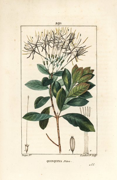 Quinquina python - Exostema sanctae-luciae (syn. Cinchona floribunda), med blomma, blad, stjälk och frö. Handkolorerad kopparstick av Lambert Junior från en teckning av Pierre Jean-Francois Turpin från Chaumeton, Poiret och Chamberets "" La av Pierre Jean Francois Turpin