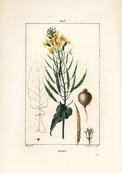 Raps eller oljefrö, Brassica napus, med blad, blomma och rot. Handkolorerad kopparstick av Lambert Junior från en teckning av Pierre Jean-Francois Turpin från Chaumeton, Poiret och Chamberets "" La Flore Medicale,"" Paris, Panckoucke av Pierre Jean Francois Turpin