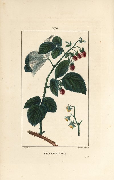 Hallon - Hallon, Rubus idaeus, som visar blommor, löv, taggar och mogen frukt. Handkolorerad kopparstick av Lambert Junior från en teckning av Pierre Jean-Francois Turpin från Chaumeton, Poiret et Chamberets "" La Flore Medicale,"" P av Pierre Jean Francois Turpin