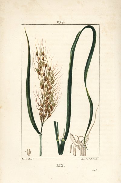 Ris - Ris, Oryza sativa, med blad, frö och stjälk. Handkolorerad kopparstick av Lambert Junior från en teckning av Pierre Jean-Francois Turpin från Chaumeton, Poiret och Chamberets "" La Flore Medicale,"" Paris, Panckoucke av Pierre Jean Francois Turpin