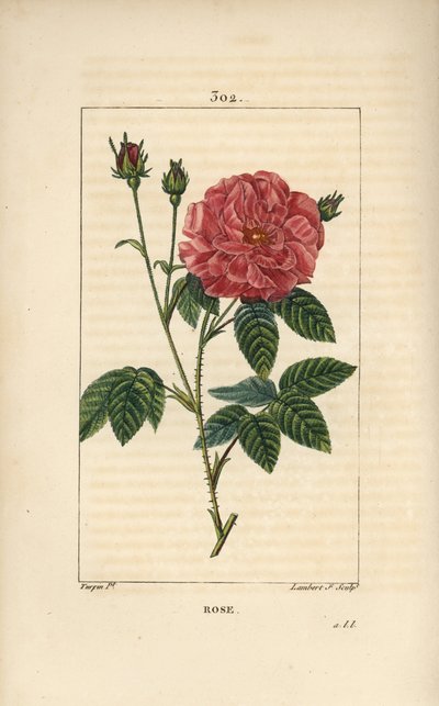 Rose de France eller Rose de Provins - Rose, Rosa gallica, med knopp, blomma, blad och taggig stjälk. Handkolorerad kopparstick av Lambert Junior från en teckning av Pierre Jean-Francois Turpin från Chaumeton, Poiret och Chamberets "" La Flore Me av Pierre Jean Francois Turpin