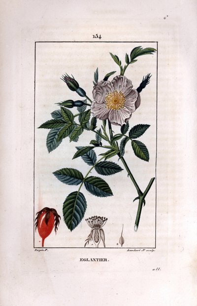 Nypongren med bär (nypon eller nypon) och ros - Vild briarros, Rosa canina, med blomma, knopp och nypon. Handkolorerad kopparstick av Lambert Junior efter teckning av Pierre Jean-Francois Turpin från Chaumeton, Poiret et C av Pierre Jean Francois Turpin
