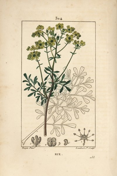 Rue des jardins eller Rue fetide - Rue eller ört av nåd, Ruta graveolens, som visar blomma, blad, stjälk, frö och kontur. Handkolorerad kopparstick av Lambert Junior efter teckning av Pierre Jean-Francois Turpin från Chaumeton, Poiret och Cham av Pierre Jean Francois Turpin