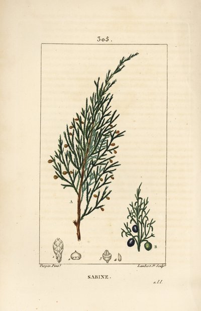 Sabinenbär, Juniperus sabina, med bär, blad, stjälk och frö. Handkolorerad kopparstick av Lambert Junior från en teckning av Pierre Jean-Francois Turpin från Chaumeton, Poiret och Chamberets "" La Flore Medicale,"" Paris, Panckoucke av Pierre Jean Francois Turpin