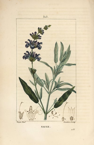 Salvia officinale - Vanlig salvia, Salvia officinalis, med blomma, blad, stjälk och frö. Handkolorerad kopparstick av Lambert Junior från en teckning av Pierre Jean-Francois Turpin från Chaumeton, Poiret och Chamberets "" La Flore Medicale,"" av Pierre Jean Francois Turpin