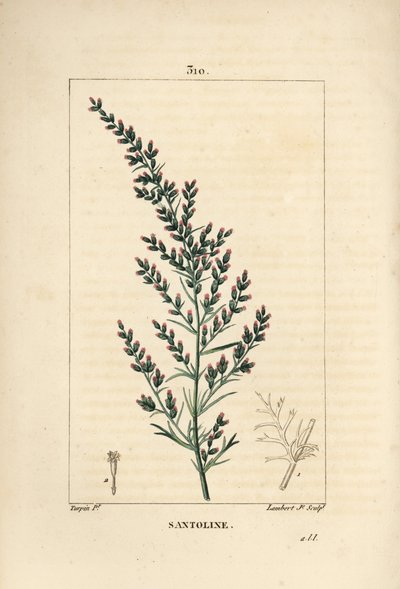 Sagebrush variete - maskfrö eller tatariskt sydträ, Artemisia santonicum. Handkolorerad kopparstick av Lambert Junior från en teckning av Pierre Jean-Francois Turpin från Chaumeton, Poiret och Chamberets "" La Flore Medicale,"" Paris, Pa av Pierre Jean Francois Turpin