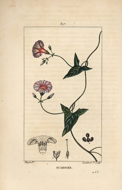 Scammonee - Scammony, Convolvulus scammonia, med blomma, blad, stjälk och klättrande rankor. Handkolorerad kopparstick av Lambert Junior från en teckning av Pierre Jean-Francois Turpin från Chaumeton, Poiret och Chamberets "" La Flore Medica av Pierre Jean Francois Turpin