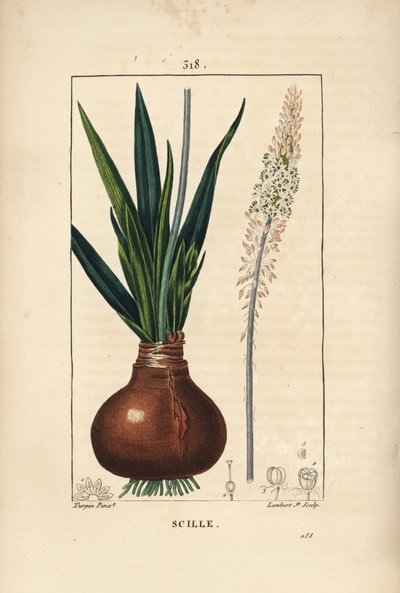 Havssnäcka, Drimia maritima, med lök, blad, stjälk och blomma. Handkolorerad kopparstick av Lambert Junior från en teckning av Pierre Jean-Francois Turpin från Chaumeton, Poiret och Chamberets "" La Flore Medicale,"" Paris, Panckoucke av Pierre Jean Francois Turpin