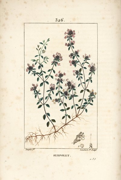 Serpolet eller timjan serpolet - Krypande timjan eller vild timjan, Thymus serpyllum, med blomma, blad, stjälk och rot. Handkolorerad kopparstick av Lambert Junior efter en teckning av Pierre Jean-Francois Turpin från Chaumeton, Poiret och Chamberet