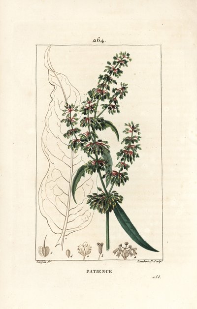 Spinard sorrel ou patience des moines - Patience docka, Rumex patientia, med blomma, stjälk, löv, frö och blad kontur. Handkolorerad kopparstick av Lambert Junior efter teckning av Pierre Jean-Francois Turpin från Chaumeton, Poiret och av Pierre Jean Francois Turpin